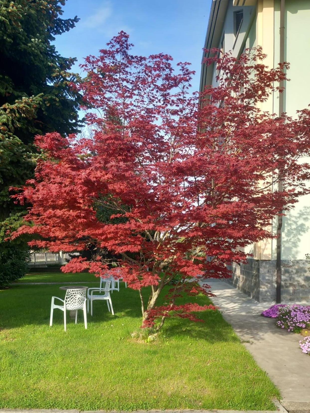 B&B Il Castagno Roccavione Exterior foto